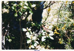 Adenocarpus complicatus