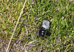 Osca albithorax