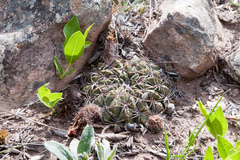 Lobivia cinnabarina
