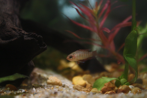 Scarlet badis (Dario dario) — Badidae — 5