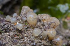 Eudistoma