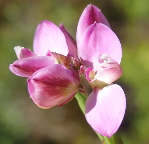 Image of Polygala umbellata by (c) Nicola van Berkel, some rights reserved (CC BY-SA)