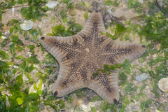 Goniodiscaster scaber