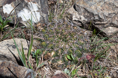 Lobivia cinnabarina