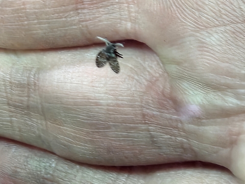 Unknown species found near Greene County, US-MO, US