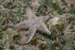 Astropecten indicus