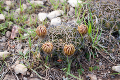 Lobivia cinnabarina