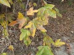 Platanus racemosa
