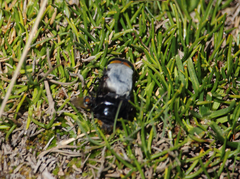 Osca albithorax