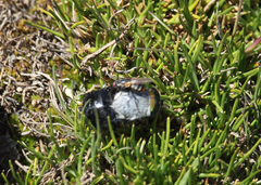 Osca albithorax