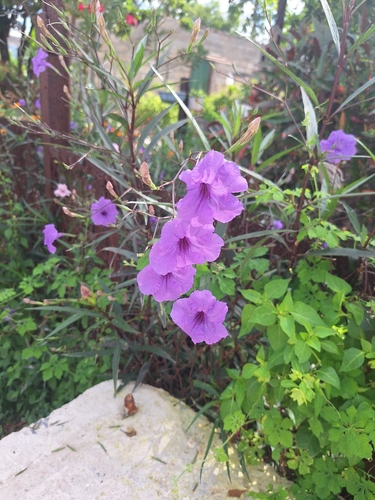 Mexican Ruellia