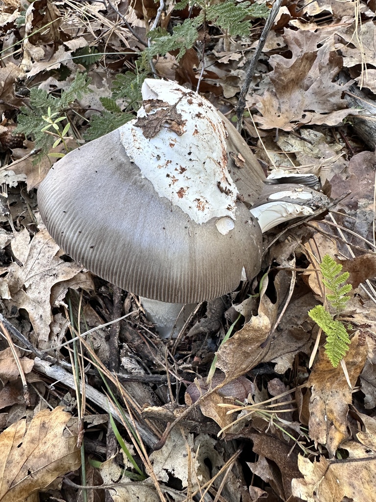 Amanita constricta · November 2025 · photo: © grnleaf (iNaturalist, cc0)