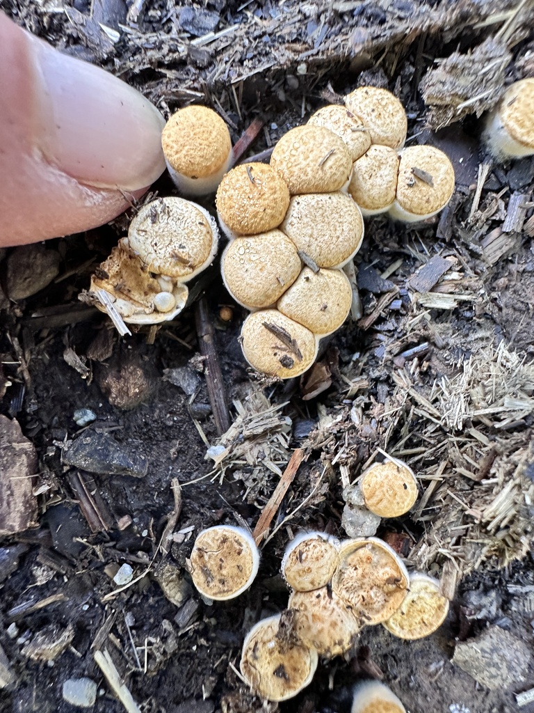 Crucibulum laeve · November 2025 · photo: © grnleaf (iNaturalist, cc0)