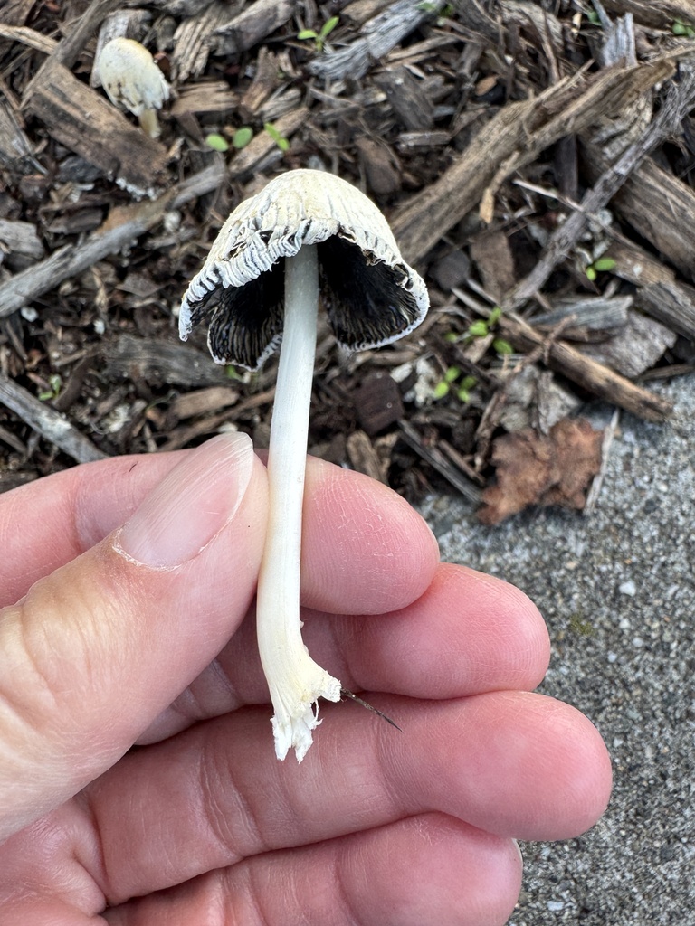 Coprinellus flocculosus · November 2025 · photo: © karenoffereins (iNaturalist, cc-by)