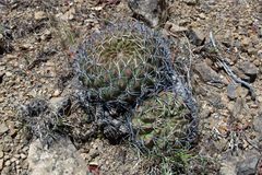 Lobivia cinnabarina