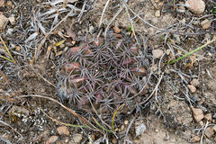 Lobivia cinnabarina