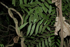 Didymocheton rufus, photograph (c) Greg Tasney, some rights reserved (CC BY-SA)