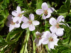Geranium antrorsum