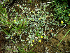 Listia heterophylla