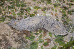 Holothuria scabra