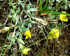 Listia heterophylla
