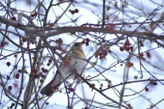 Turdus pilaris