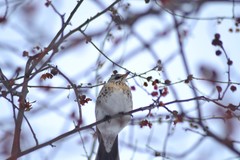 Turdus pilaris