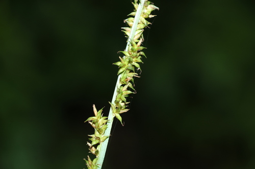 Carex declinata (Carex declinata)