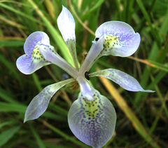 Moraea simulans