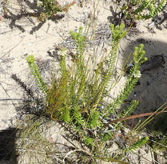 Phylica axillaris axillaris