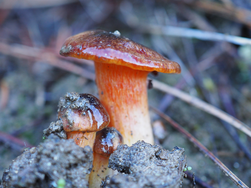 Hygrophorus siccipes · November 2025 · photo: © marsupialsoup (iNaturalist, cc-by)