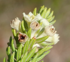 Phylica axillaris axillaris