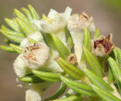 Phylica axillaris axillaris