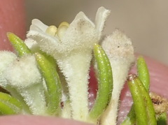 Phylica axillaris axillaris