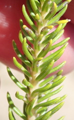 Phylica axillaris axillaris