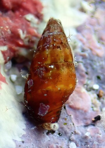 Mitrella pudica