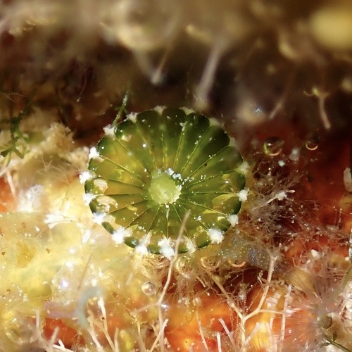 Daisy Green Seaweed (Parvocaulis parvulus)