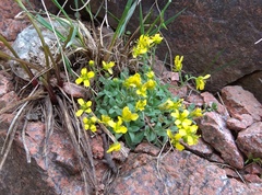 Draba arseniewii