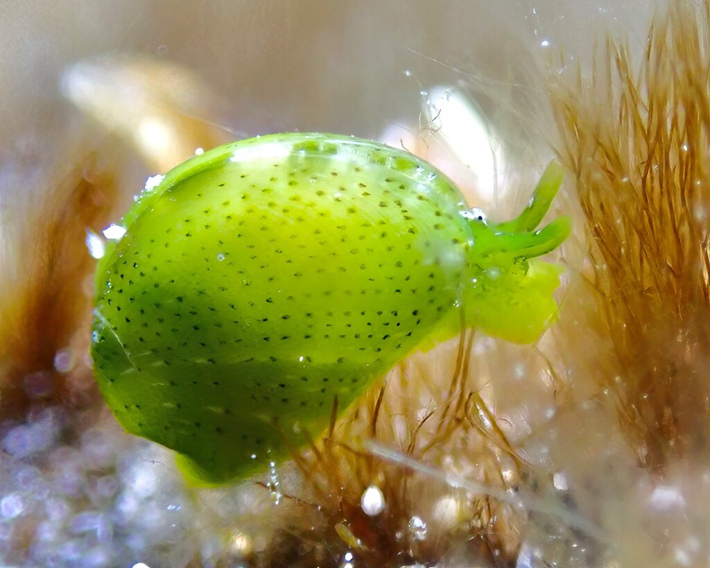 Julia exquisita