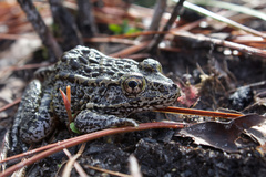 Lithobates sevosus