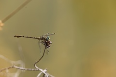 Ceratogomphus pictus