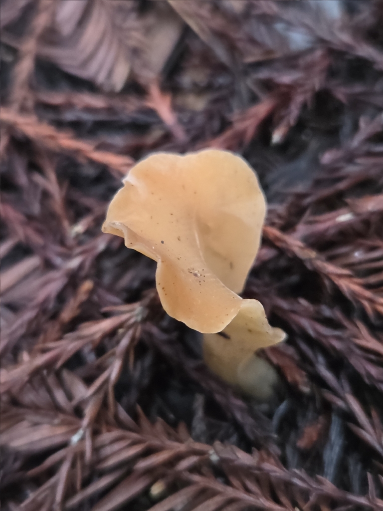 Guepinia helvelloides · November 2025 · photo: © mandymushii (iNaturalist, cc-by)