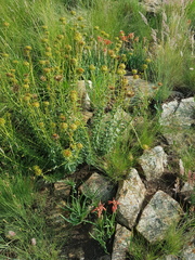 Aloe verecunda