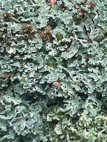 pixie cup and reindeer lichens