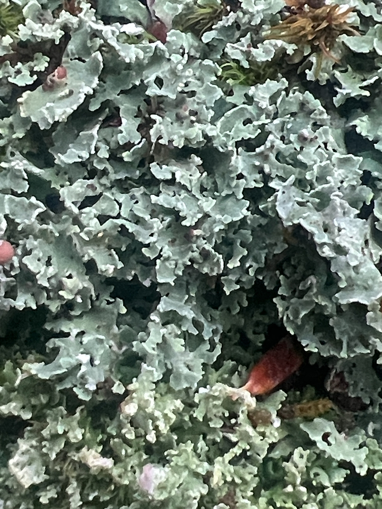 pixie cup and reindeer lichens