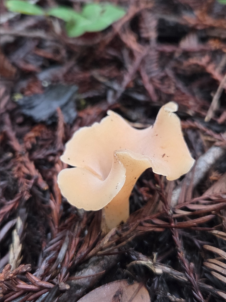 Guepinia helvelloides · November 2025 · photo: © mandymushii (iNaturalist, cc-by)