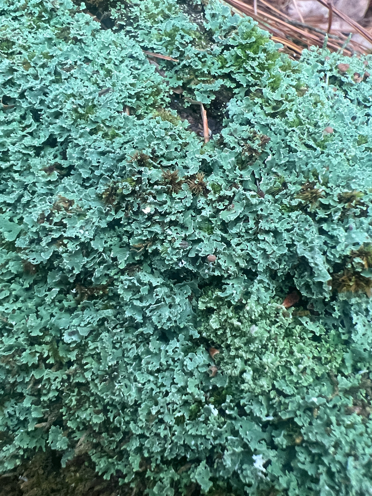 pixie cup and reindeer lichens
