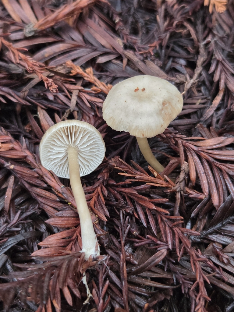 Gamundia sp. 'PNW02'