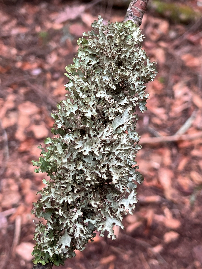 Crumpled Rag Lichen