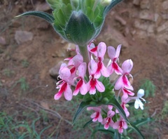 Morina kokanica